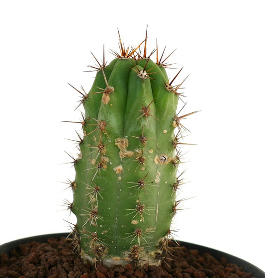 두꺼운 녹색 줄기와 뚜렷한 갈색 가시가 있는 세레우스 속 다육 선인장 화분