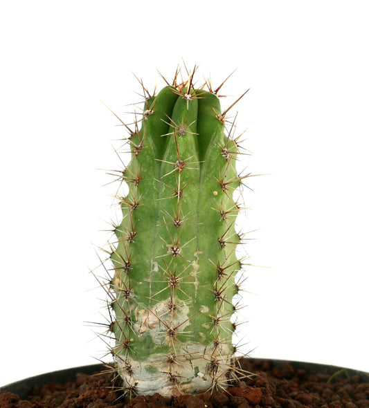 세레우스 속 다육 선인장, 초록색 리브드 줄기와 긴 갈색 가시 표본