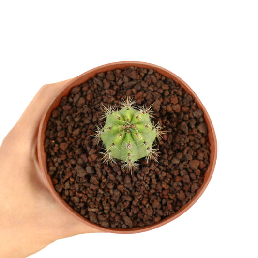테라코타 화분에 담긴 금빛 가시가 있는 작은 둥근 세레우스속 다육 선인장