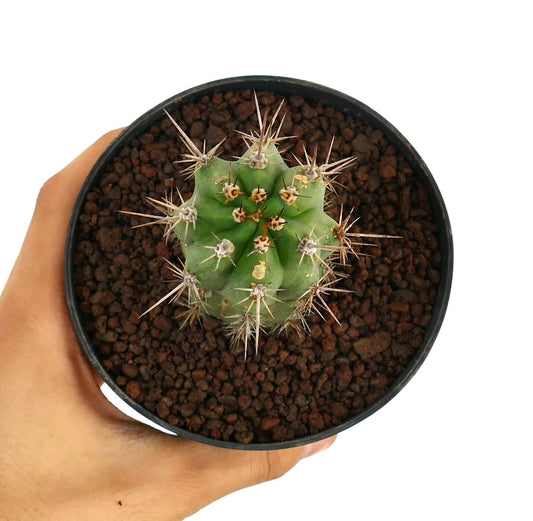 세레우스 속 작은 녹색 선인장, 검은 화분에 뚜렷하고 긴 가시가 있는 다육 식물 표본