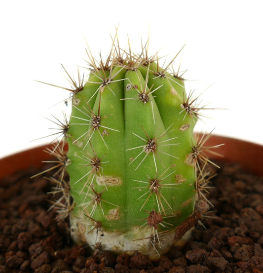 화분에 담긴 녹색 능선 몸통과 길고 날카로운 가시가 있는 세레우스 다육 선인장