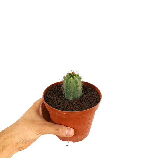 세레우스 속 작은 녹색 선인장 갈색 화분에 가시 뾰족 손에 들림