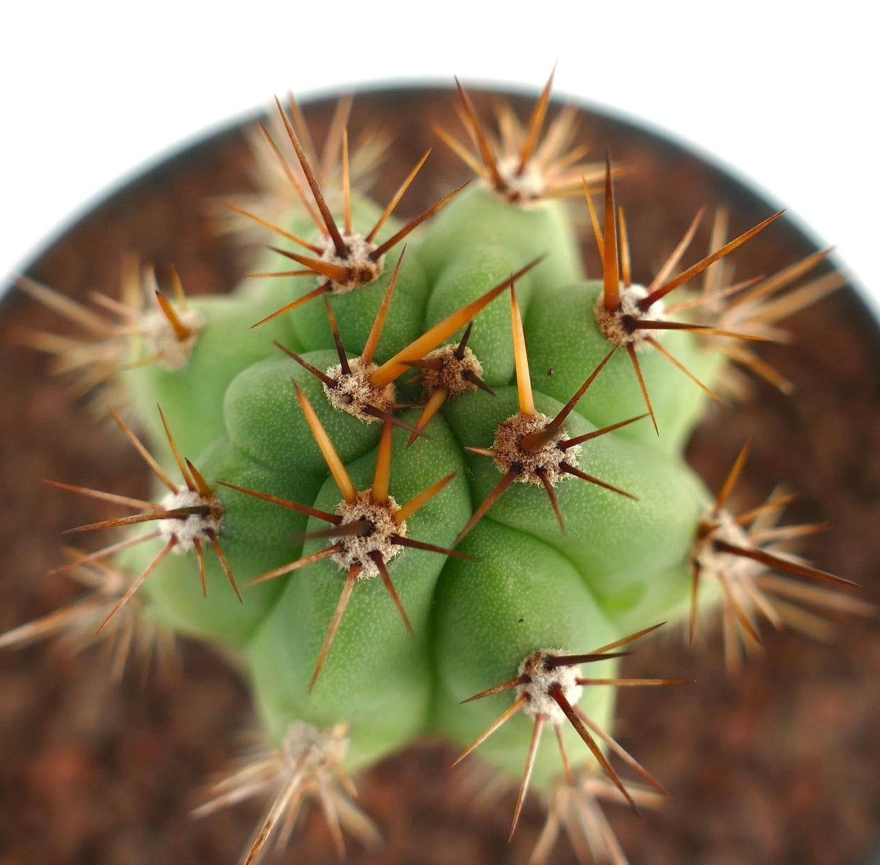 Cereus sp. Sukkulente Kaktee mit dicken grünen Stielen und scharfen braunen Stacheln, Nahaufnahme