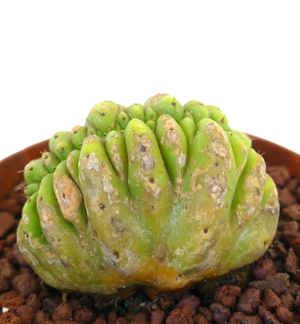 Cereus sp. sjelden kammet sukkulent kaktus med tykke grønne stilker og teksturert overflate