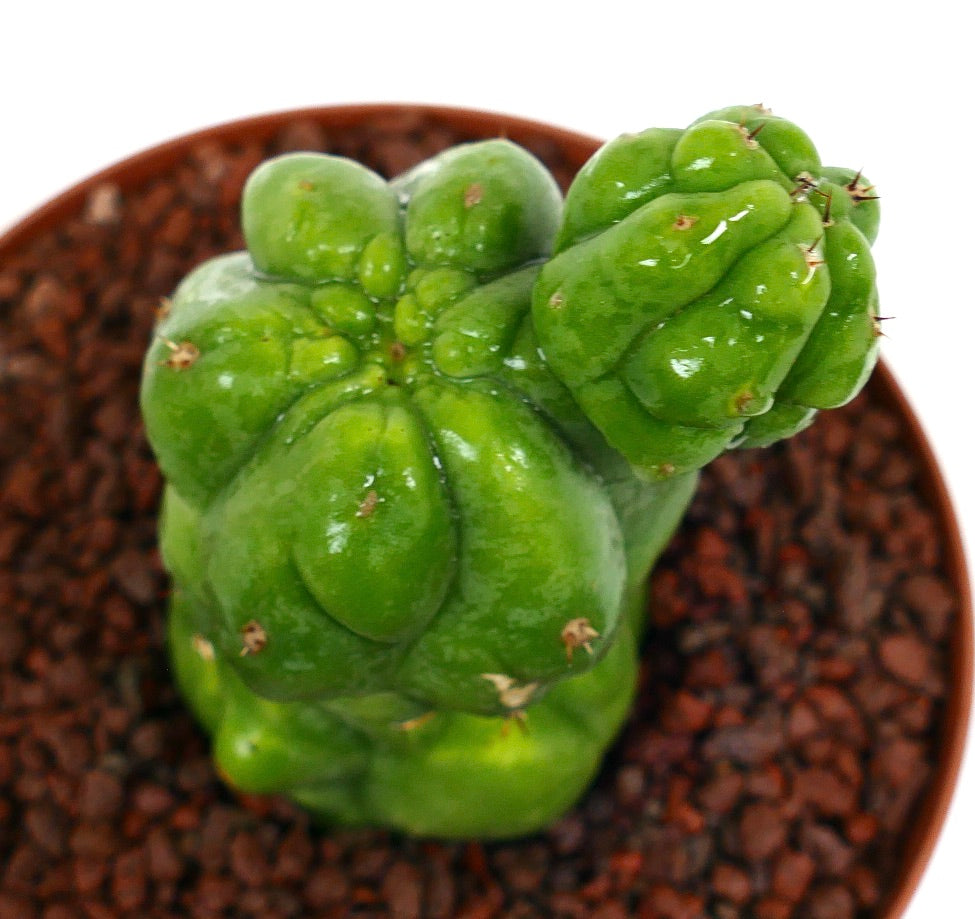 Cereus sp. sukkulent kaktus med blanke grønne uregelmessige lapper og små pigger i potte