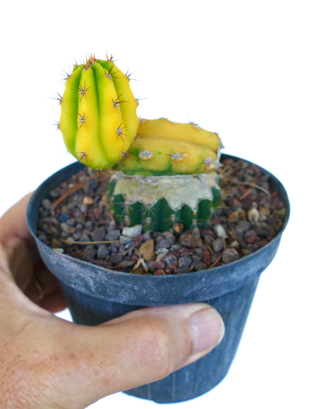Cereus sp. bonte cactus met geelgroene geribbelde stengels en scherpe bruine stekels