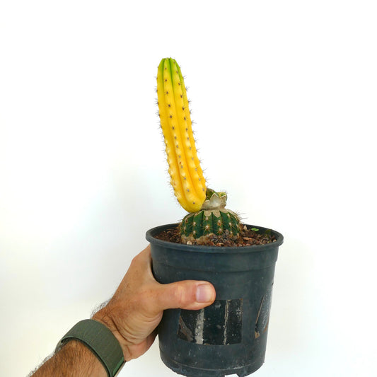 Cereus sp. cactus with tall yellow variegated stem grafted on green base in black pot