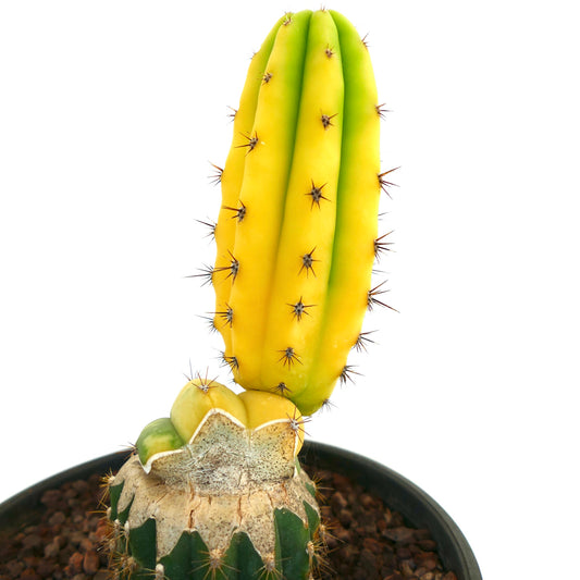 Cereus sp. grafted variegated cactus with yellow and green ribbed stem and sharp spines