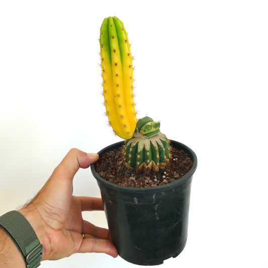 Cereus sp. rare grafted cactus with tall yellow and green variegated stem in black pot