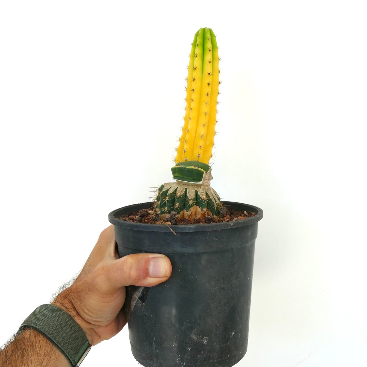 Cereus sp. rare grafted cactus with tall yellow and green variegated stem in black pot