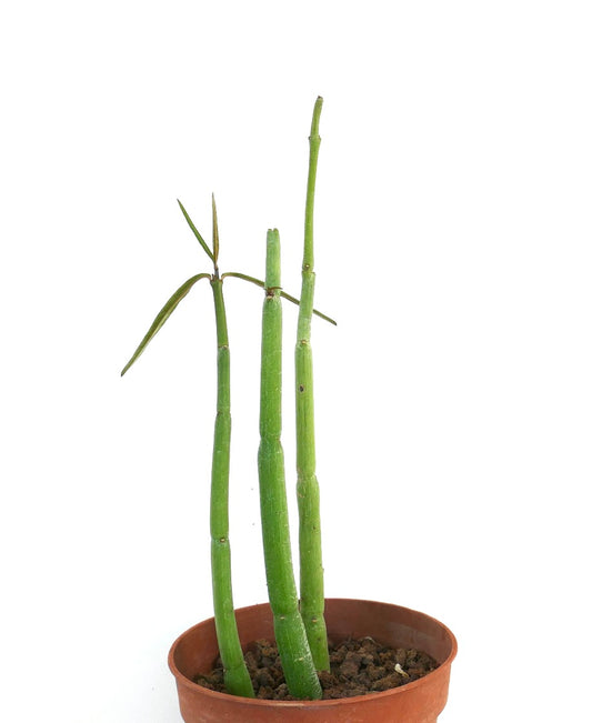 Ceropegia dichotoma succulent stems with sparse narrow leaves in terracotta pot