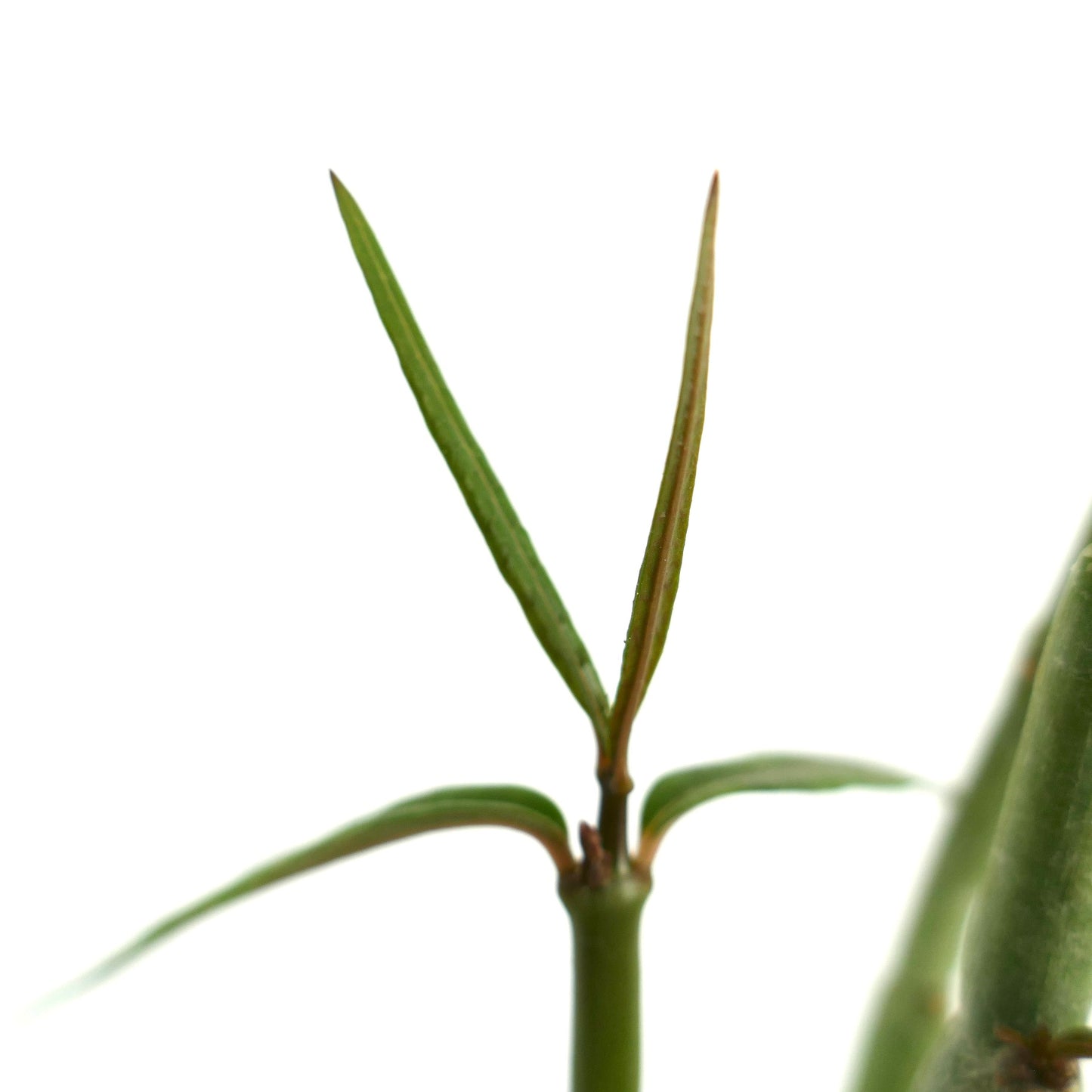 Ceropegia dichotoma succulent with slender green stems and narrow elongated leaves close-up