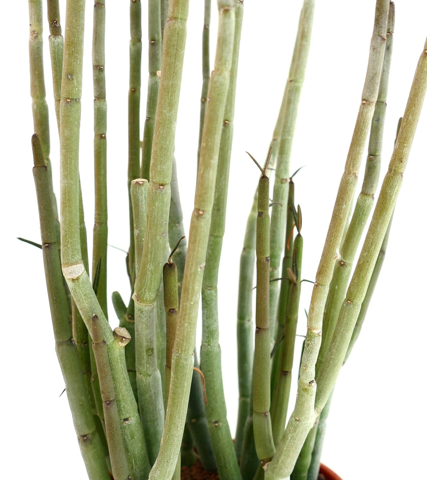 Ceropegia dichotoma succulent plant with tall segmented green stems in pot
