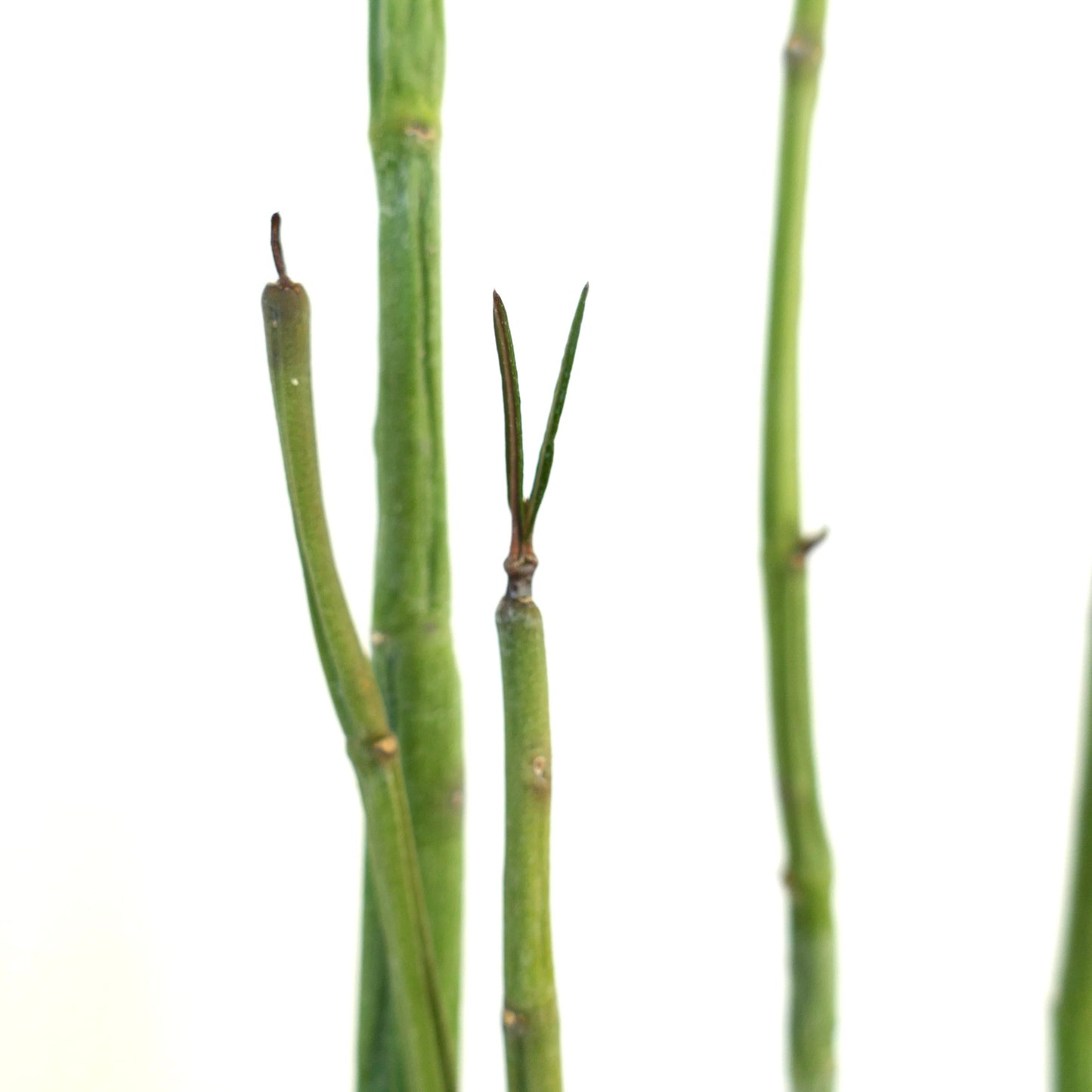 セロペギア・ディコトマ 希少な多肉植物で、細く緑色の茎と控えめな葉が特徴です