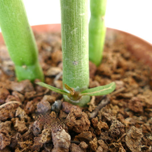 Ceropegia dichotoma succulent stems with small green leaves emerging from rocky soil