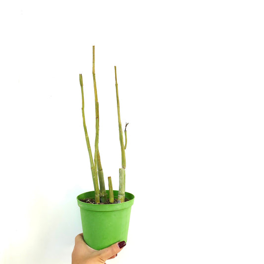 Ceropegia dichotoma tall slender succulent stems in green pot held by hand