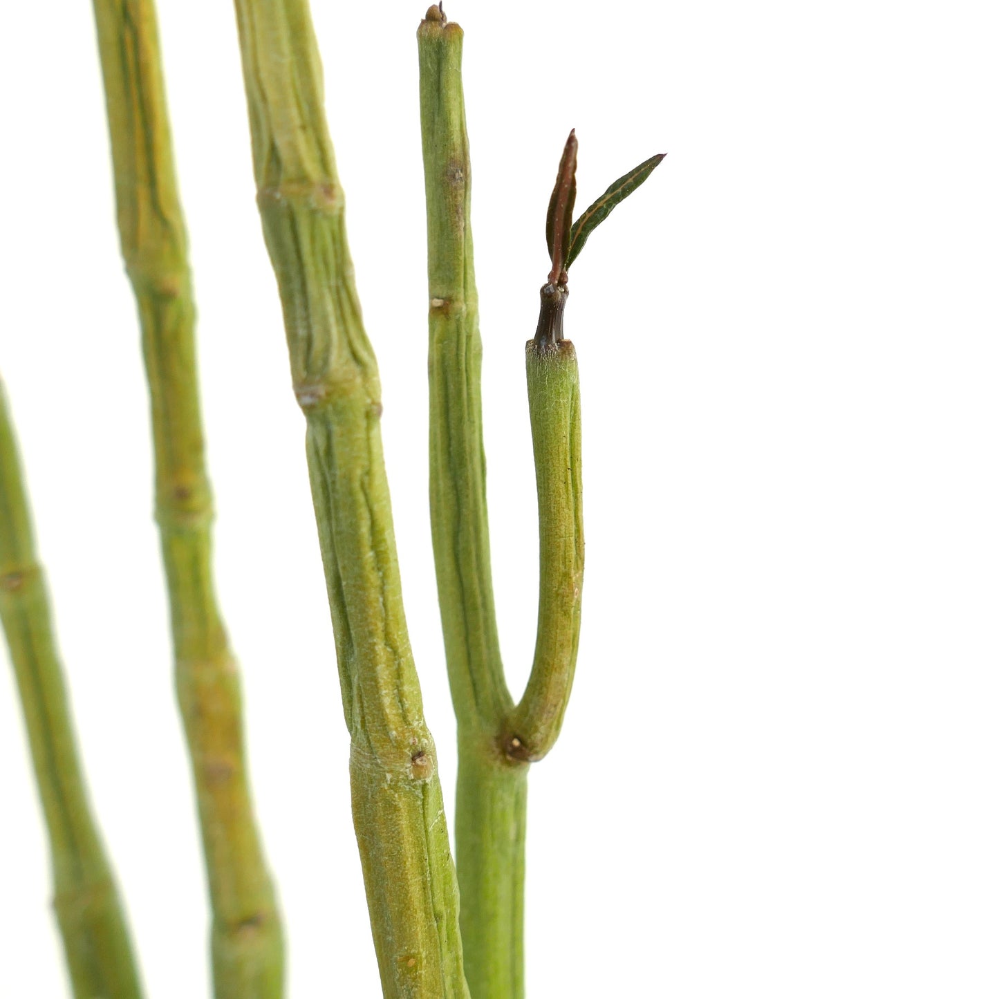 Ceropegia dichotoma succulent stems with slender green branches and small emerging leaves