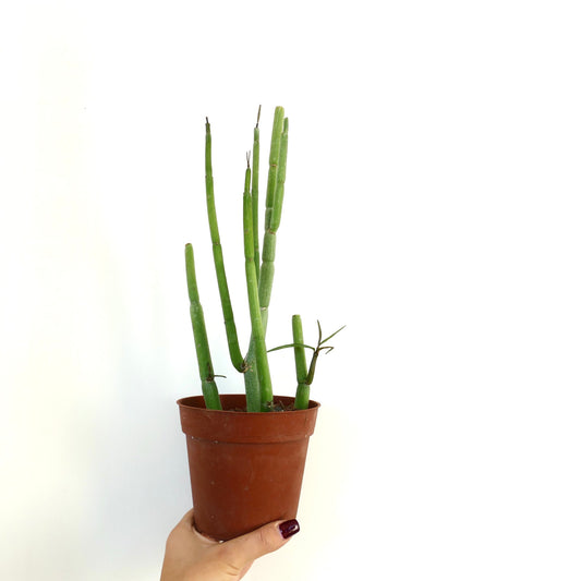 Ceropegia dichotoma succulent with tall segmented green stems in terracotta pot