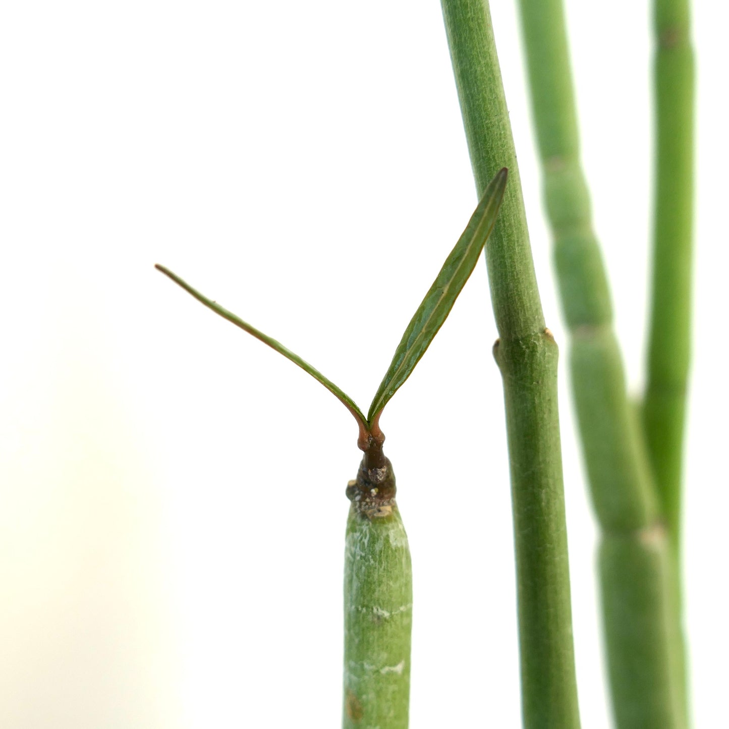 Ceropegia dichotoma succulent with slender green stems and small paired leaves close-up
