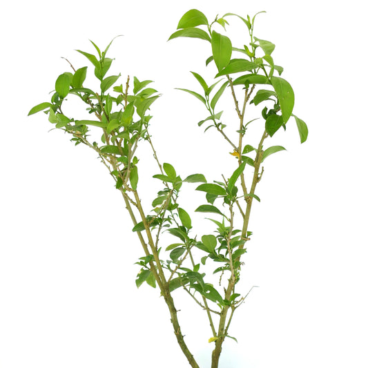 Cestrum nocturnum slender green shrub with elongated leaves and woody stems