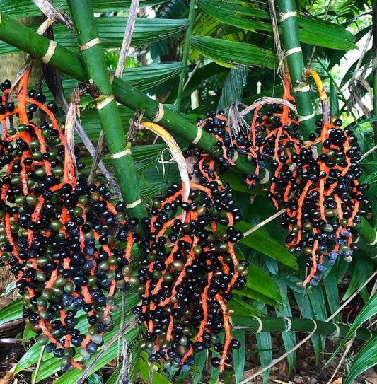Chamaedorea tepejilote palm with green stems and clusters of bright orange and black berries