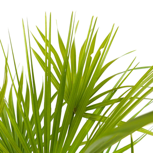 Chamaerops humilis fan palm with slender, bright green, spiky leaves close-up