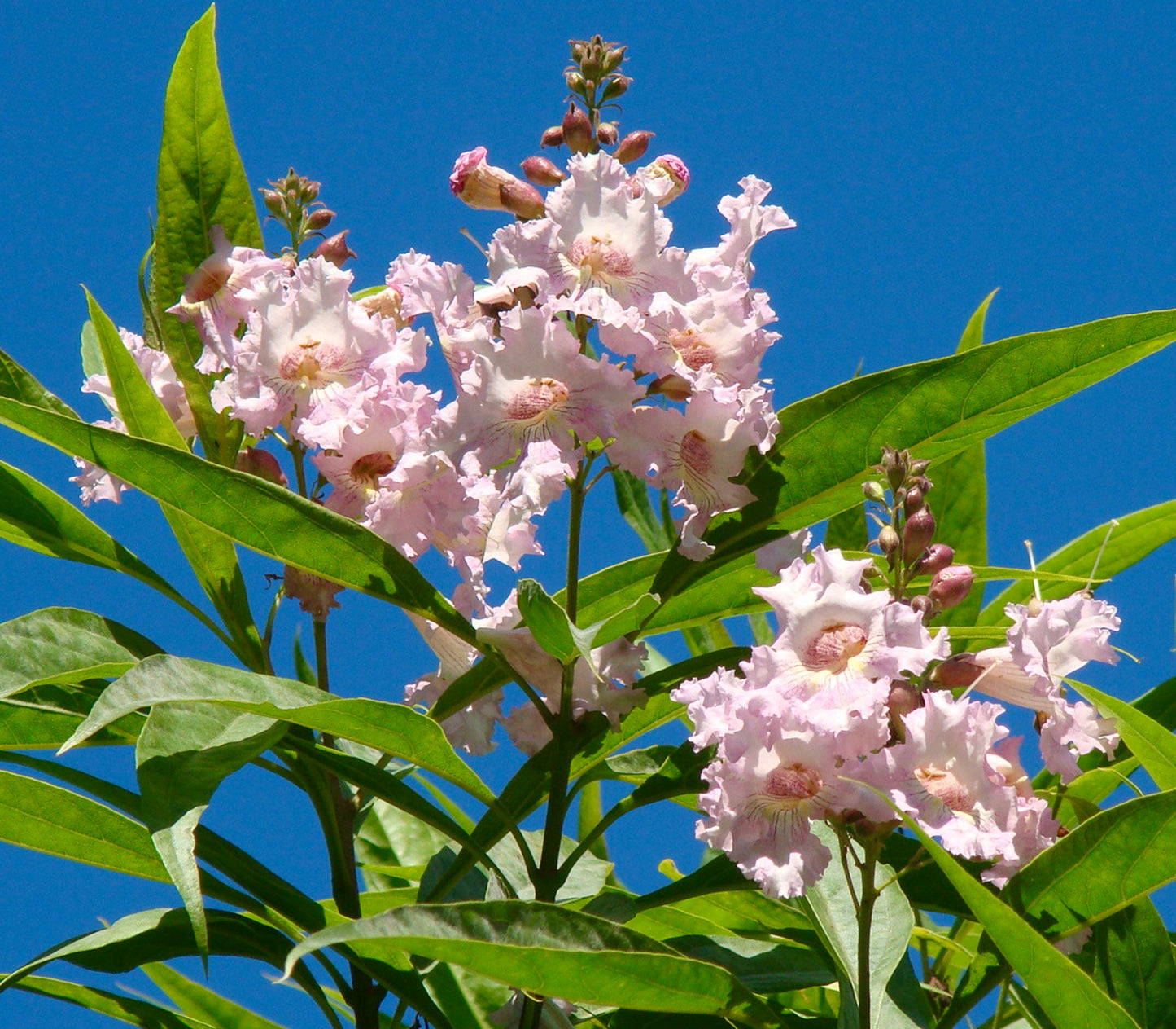Chitalpa tashkentensis in fiore