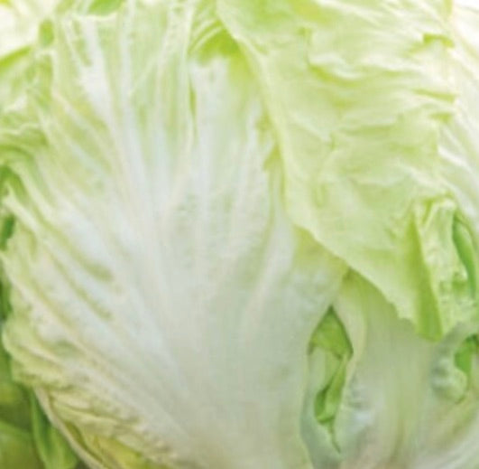 Cichorium intybus var. foliosum 'Cicoria mantovana' verdura fresca a foglia verde chiaro in primo piano
