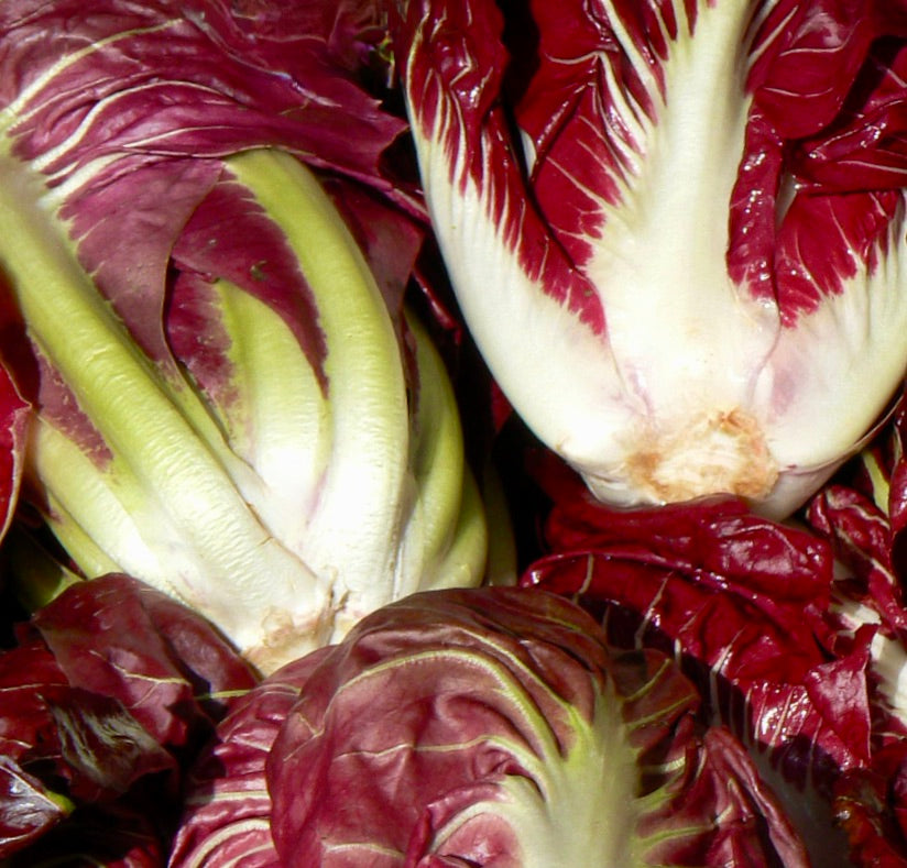 Teste fresche di verdura a foglia rossa e bianca di Cichorium intybus var. foliosum 'Red Verona Chicory'