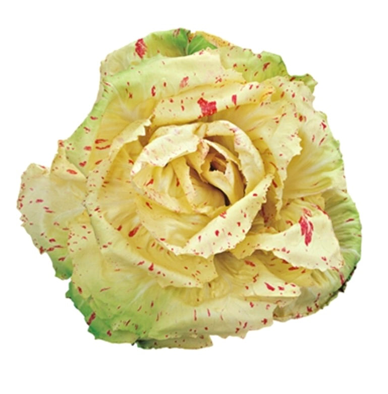 Cichorium intybus var. foliosum 'Variegated Castelfranco Chicory' verdura a foglia giallo crema con macchie rosse e bordi verdi