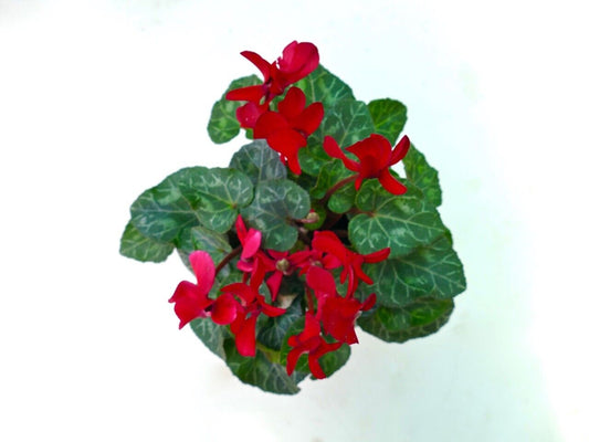 Cyclamen persicum cv “San Gennaro” RED FLOWER