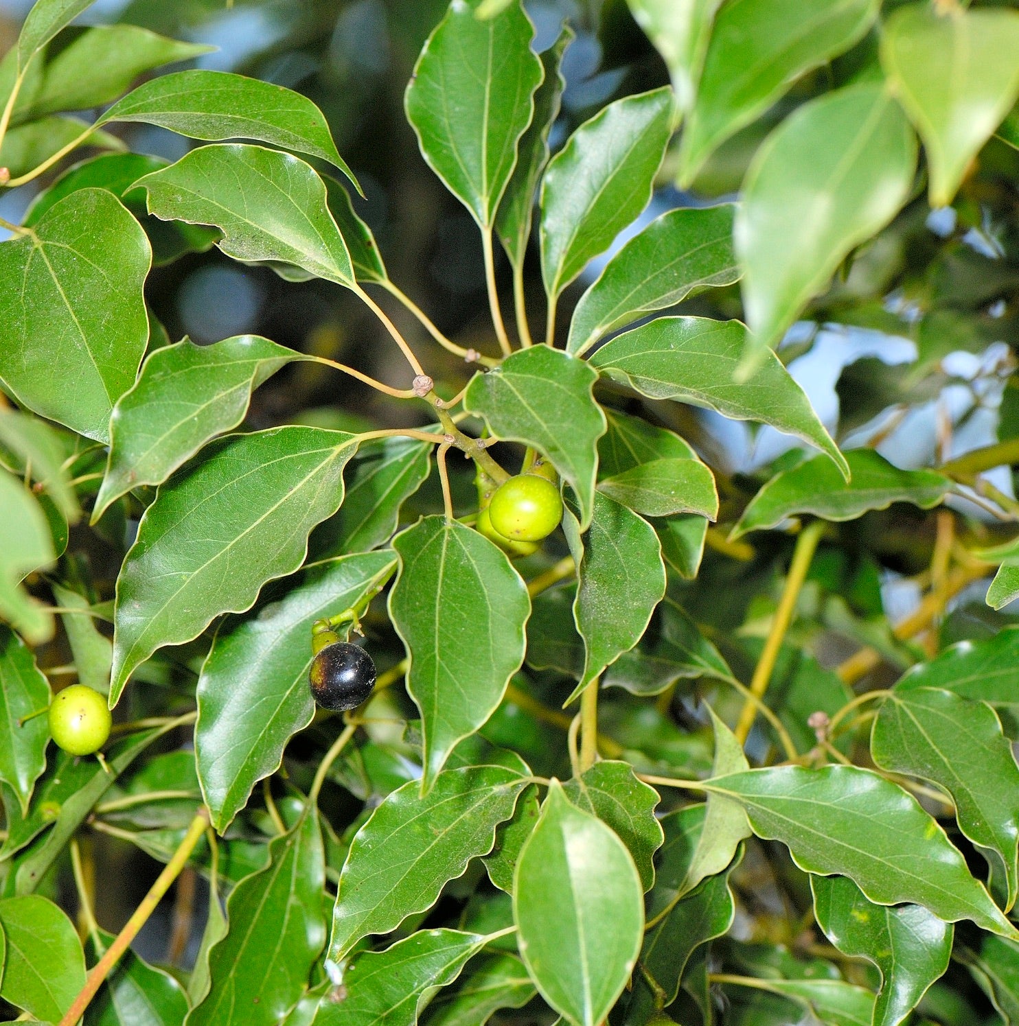Cinnamomum camphora Botanical Archive Enrich Your Garden