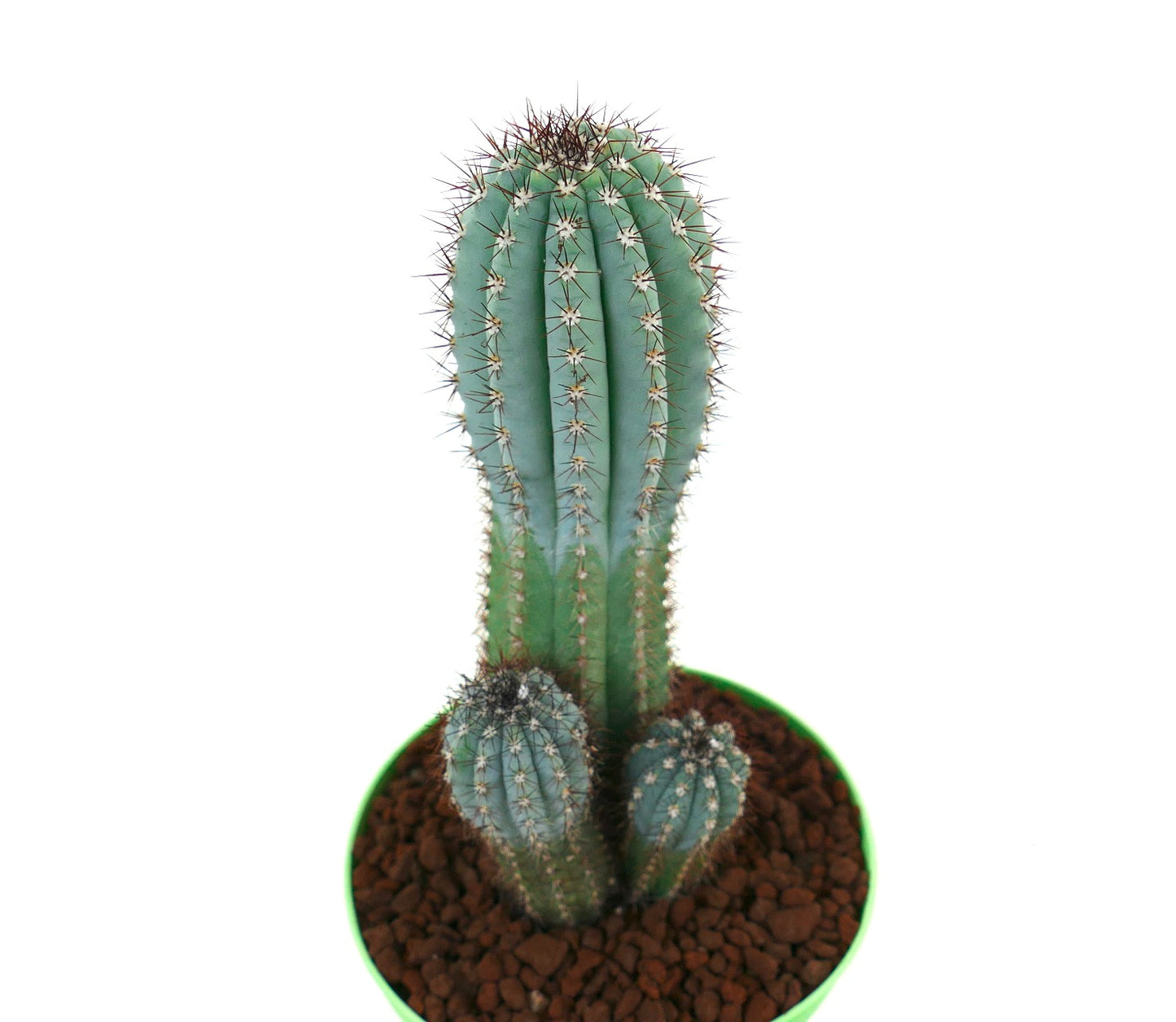 Cipocereus bradei BLUE COLUMNAR CACTI