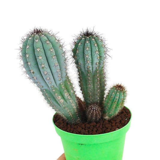 Cipocereus bradei FULL POT