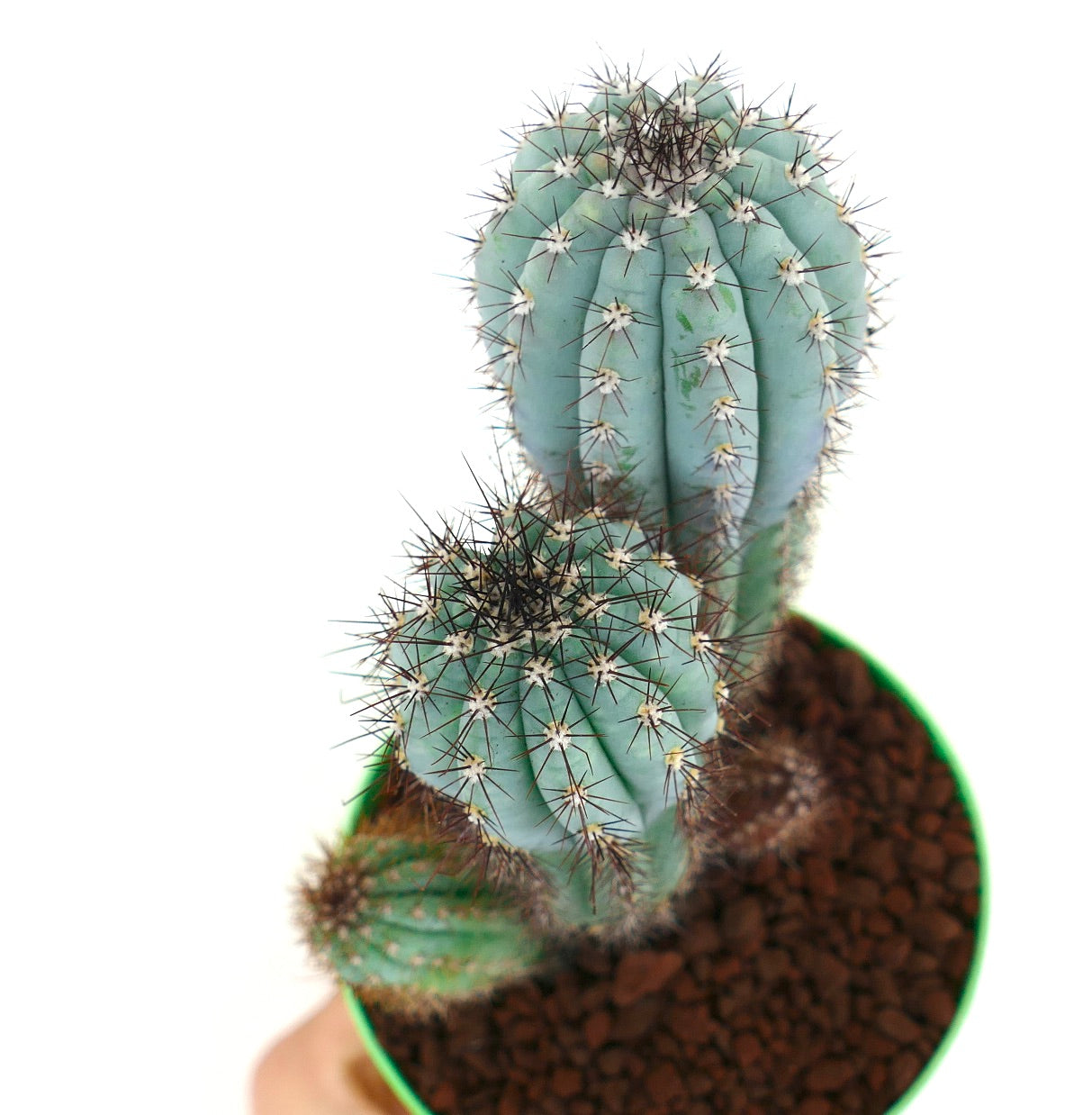 Cipocereus bradei FULL POT