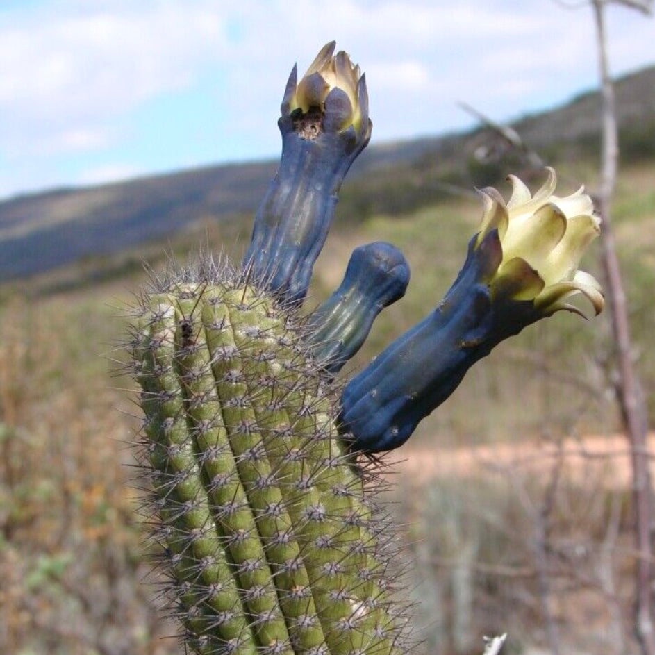 Cipocereus minensis cactus with green ribbed stem and dark blue tubular flowers blooming