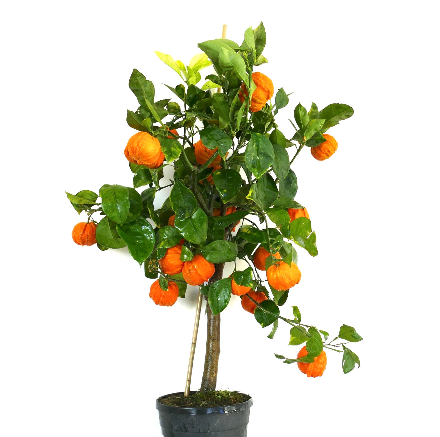 シトラス・アウランティウム 'コルゲイテッド・オレンジ' 小鉢の柑橘樹、しわのある鮮やかなオレンジ色の果実と光沢のある緑の葉付き