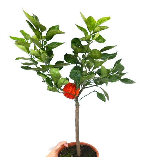 Citrus aurantium small potted tree with corrugated orange fruit and green leaves
