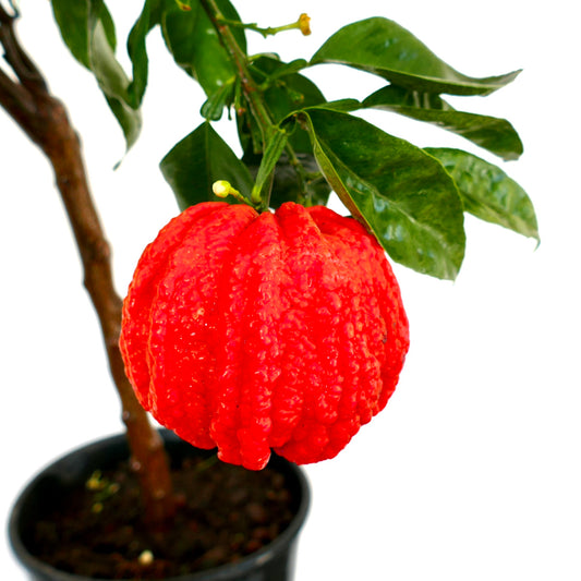 Citrus aurantium bright red wrinkled fruit with glossy green leaves in pot