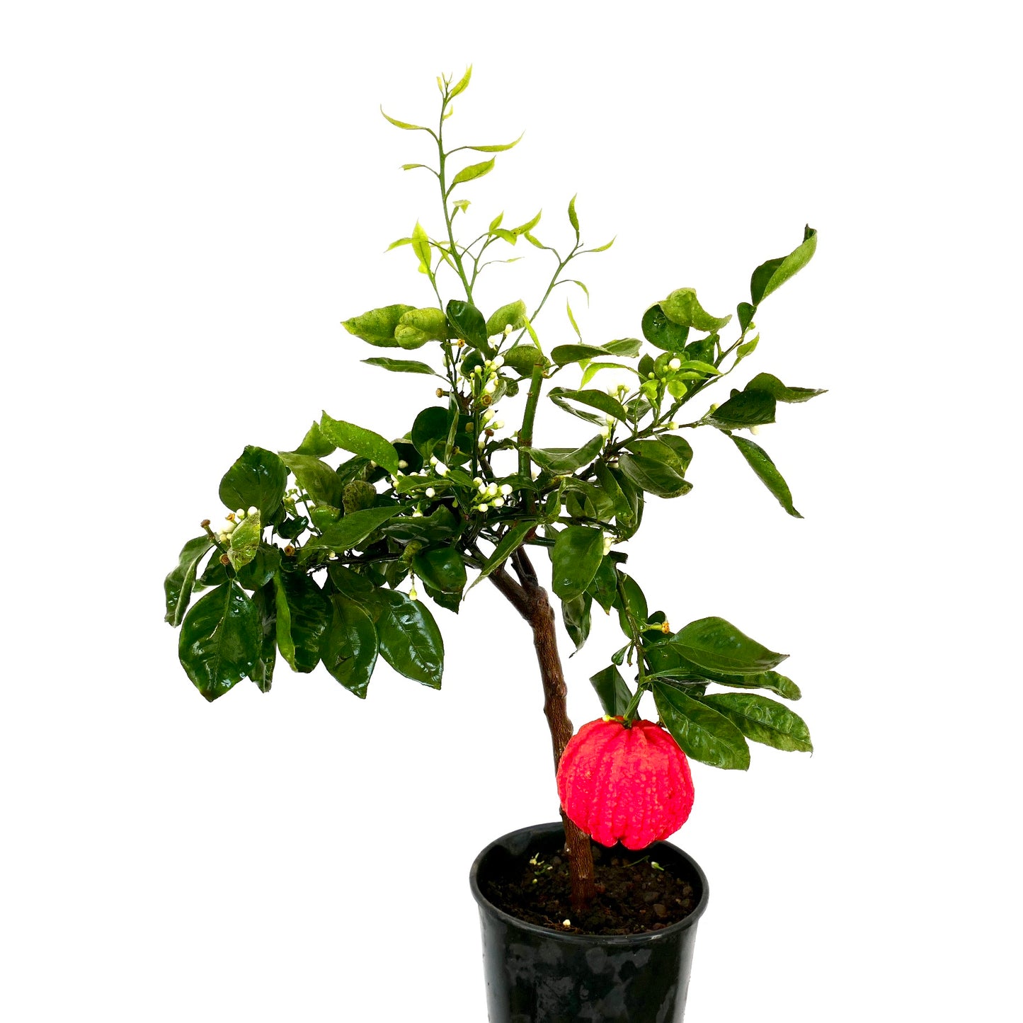 Citrus aurantium "Corrugated VESUVIUM" small potted tree with glossy leaves and bright red fruit