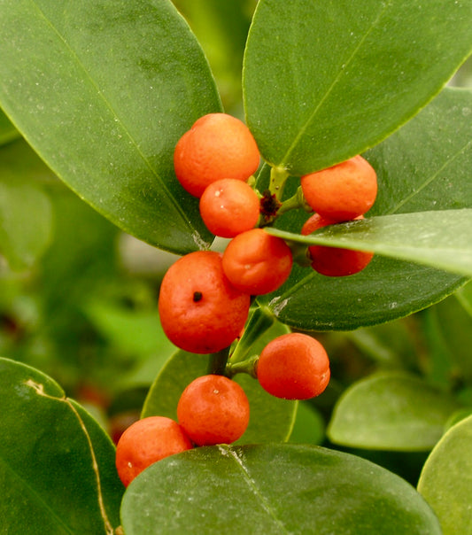 Citrus hindsii bright orange fruit cluster with glossy green leaves close-up