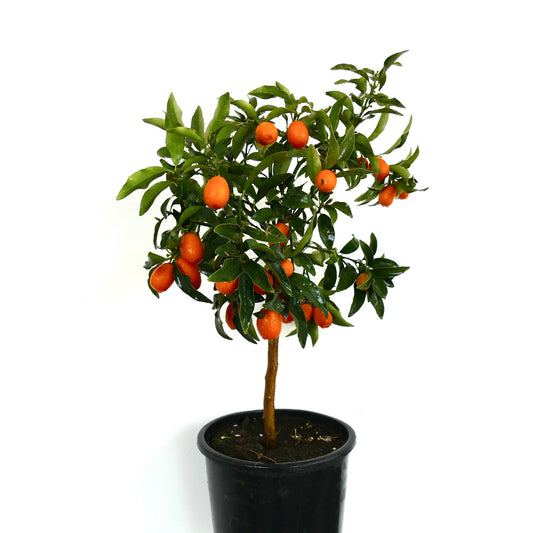 Citrus japonica small potted tree with glossy green leaves and bright orange fruits