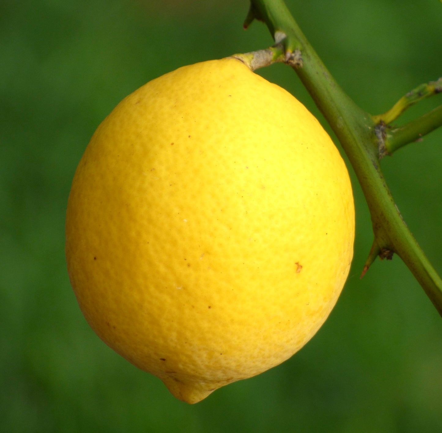 Citrus limon MEYER ripe yellow lemon fruit hanging on thorny green branch