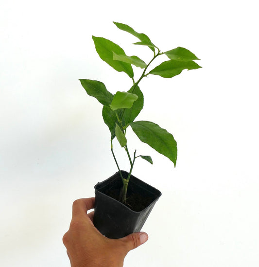 Citrus limon MEYER young potted citrus plant with vibrant green leaves