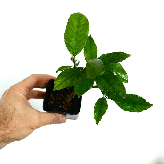 Citrus limon small young plant with glossy green leaves in black pot held by hand