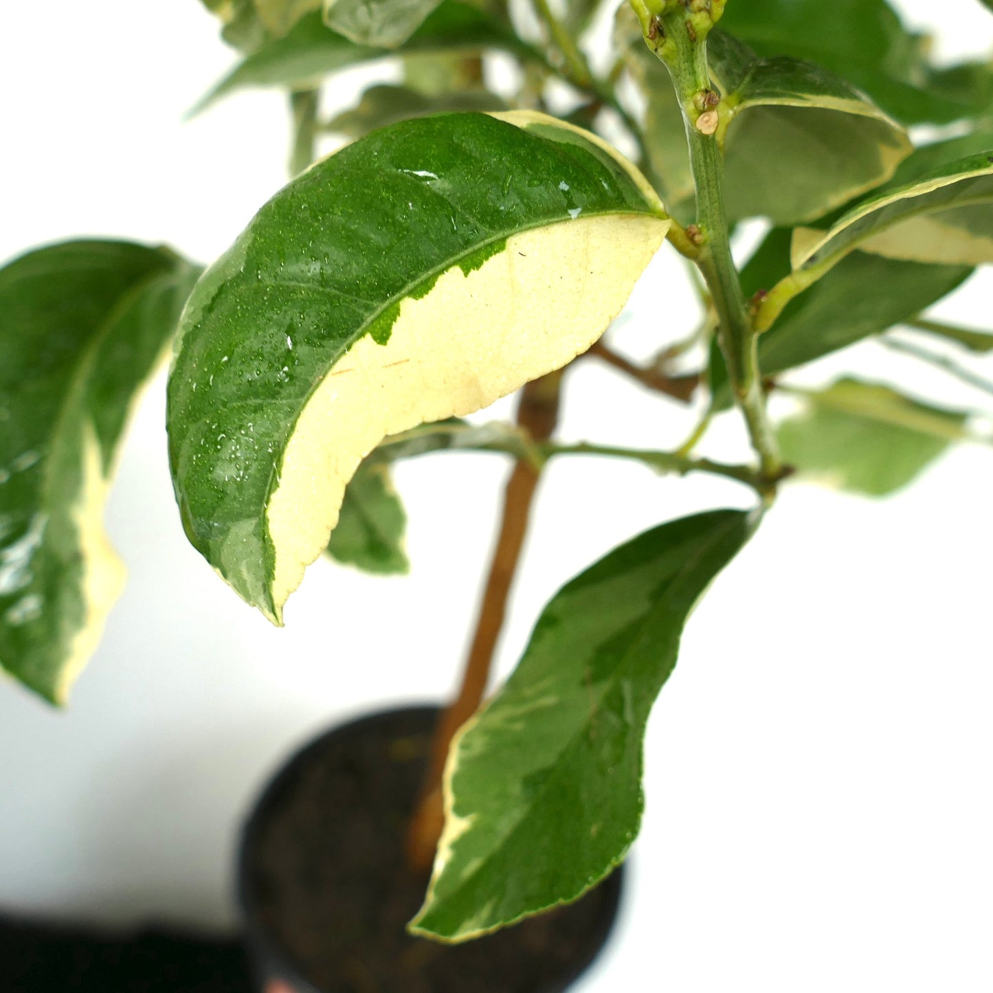Citrus limon variegated green and creamy white leaves potted plant close-up