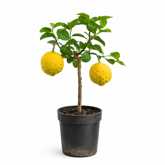 Citrus limon var. pompia