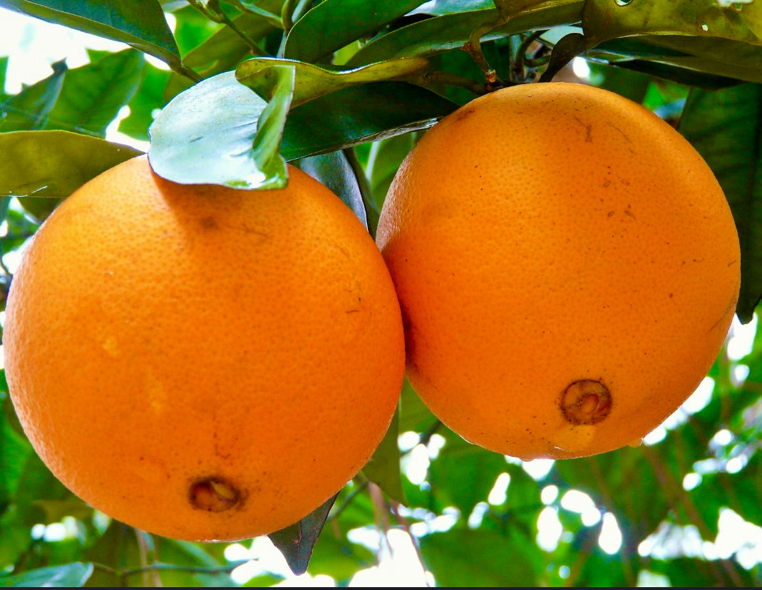 Citrus sinensis ripe round orange fruits hanging on leafy tree branch