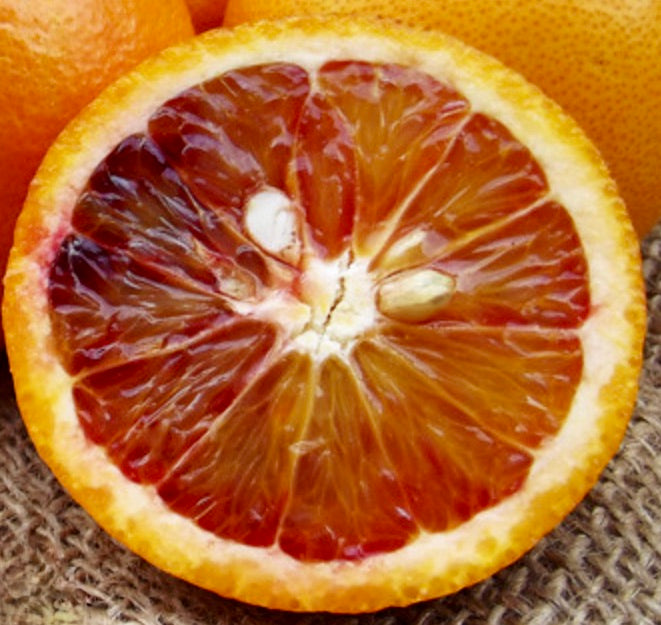 Citrus sinensis cv TAROCCO SCIRE' ripe blood orange with vibrant red and orange segments