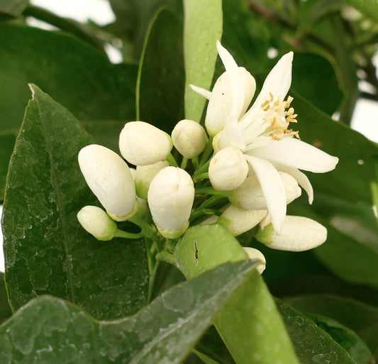 Citrus sinensis cv "Moro" white fragrant flower buds with glossy green leaves close-up